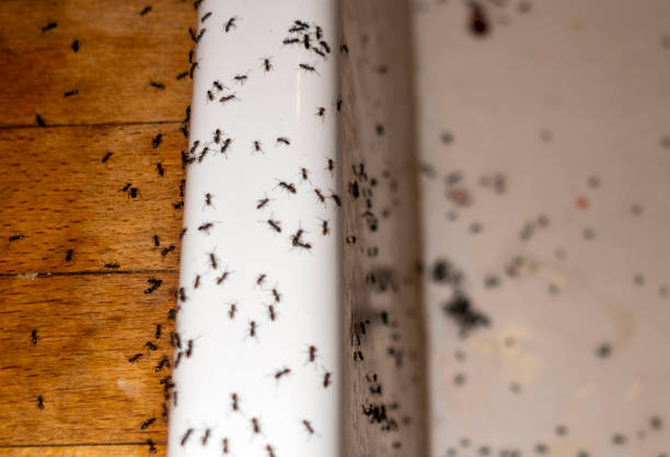 Best Residential Pest Control  in Staic, CA