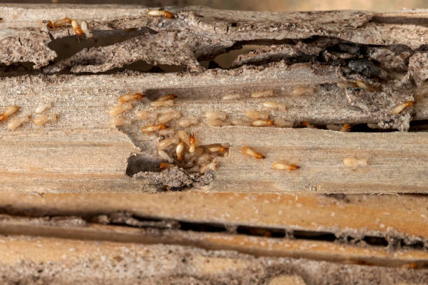 Best Affordable Pest Control Services  in Staic, CA