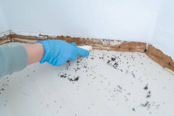 Best Wasp Removal Services  in Staic, CA